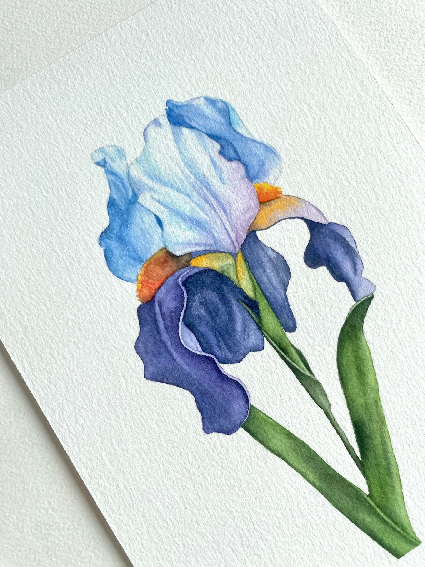 Bearded Iris print