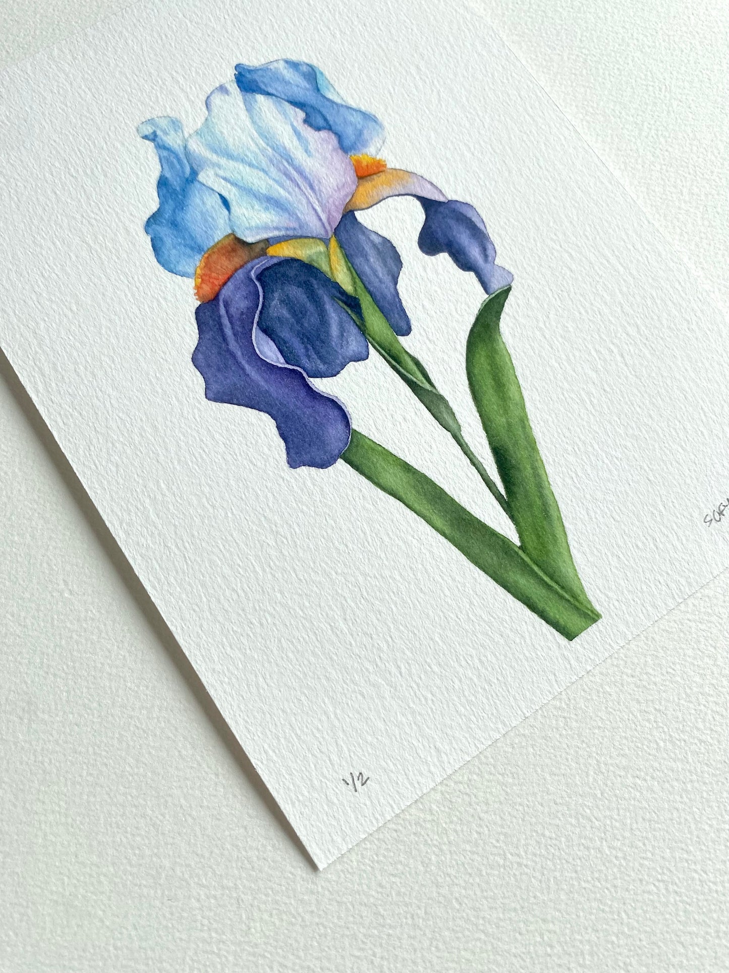 Bearded Iris print