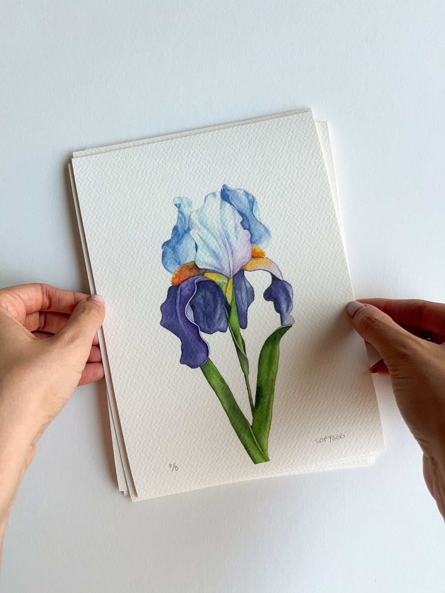 Bearded Iris print