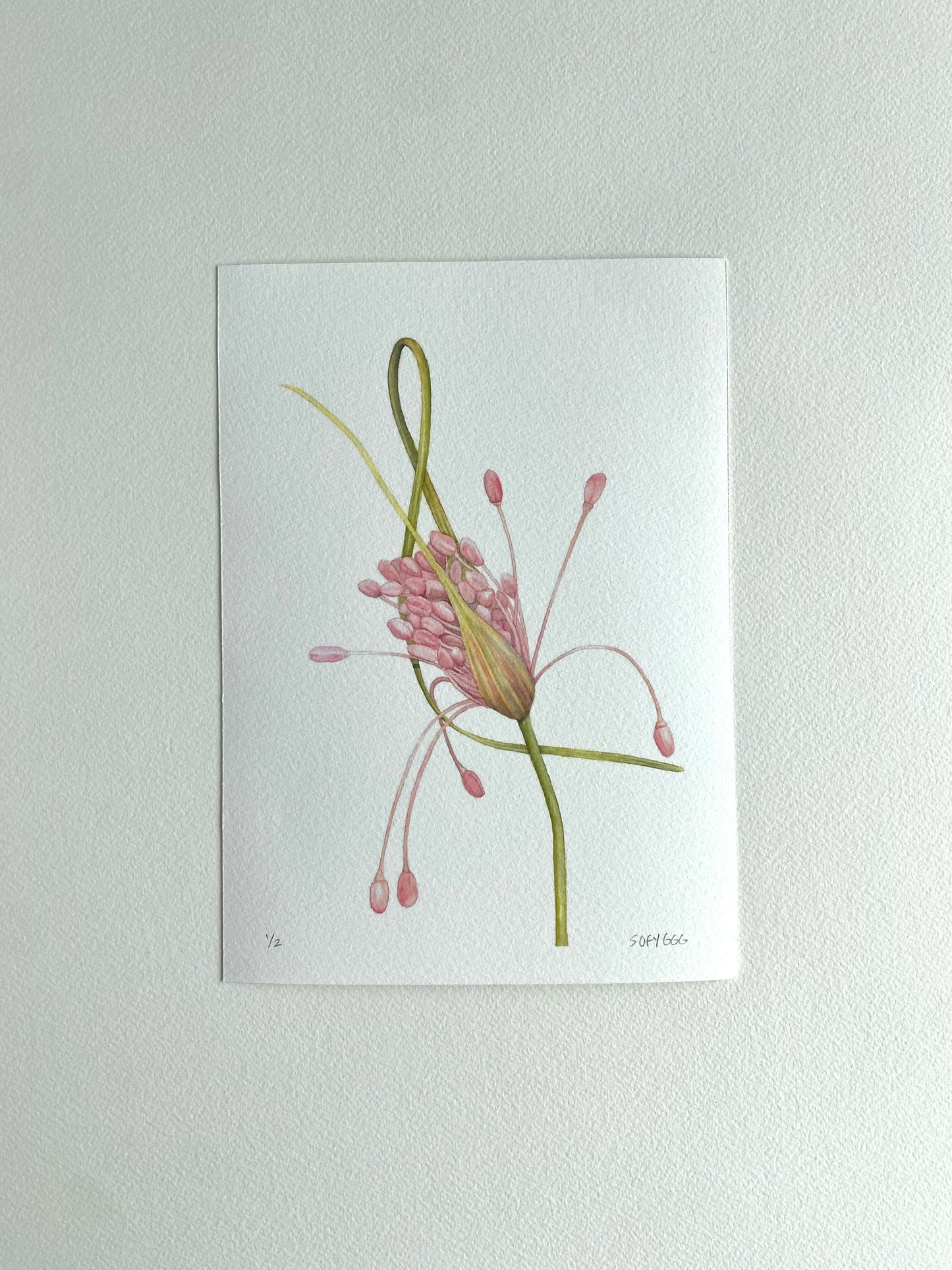 Allium Firecracker print
