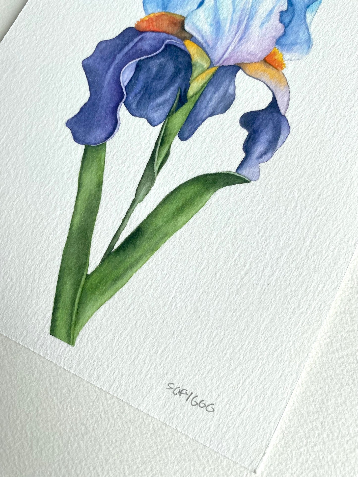 Bearded Iris print