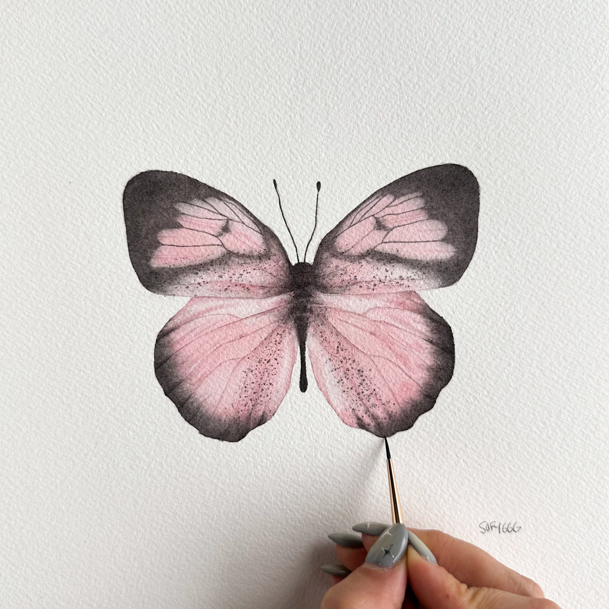 mariposa