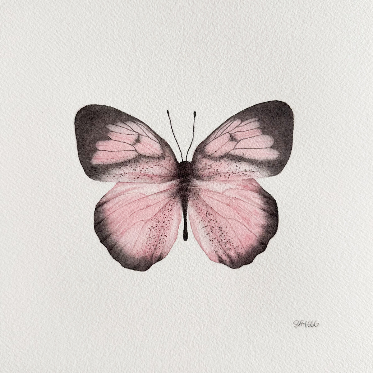 mariposa