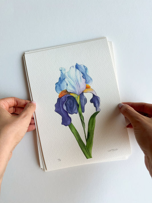 Bearded Iris print