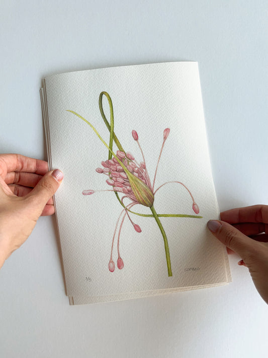 Allium Firecracker print
